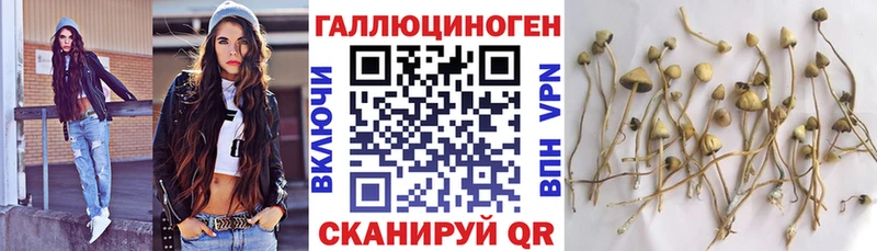 Псилоцибиновые грибы Psilocybe  где найти   Севастополь 
